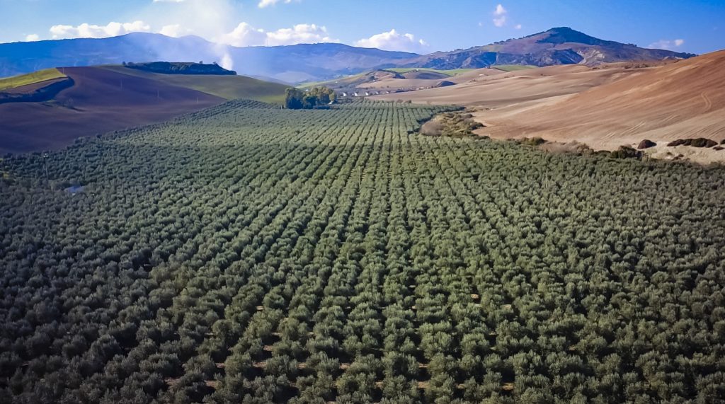 Uliveto campagne Ferrandina
